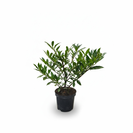 Laurowiśnia wschodnia Otto Luyken (Doniczka C3 40-80 cm) - Zdjęcie №2