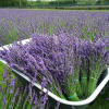 Lawenda pośrednia Phenomenal Pure Platinum Nico (lavandula intermedia) : zmniejszona - Zdjęcie №2
