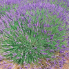 Lawenda pośrednia Phenomenal Pure Platinum Nico (lavandula intermedia) : zmniejszona - Zdjęcie №1