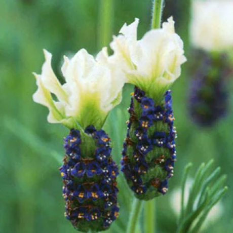 Lawenda francuska Tiara (lavandula stoechas) - Zdjęcie №2