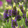 Lawenda francuska Tiara (lavandula stoechas) : zmniejszona - Zdjęcie №1