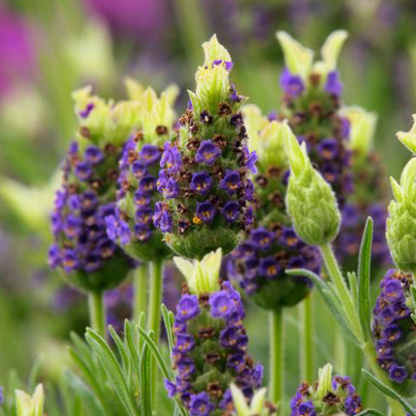Lawenda francuska Tiara (lavandula stoechas) - Zdjęcie №1