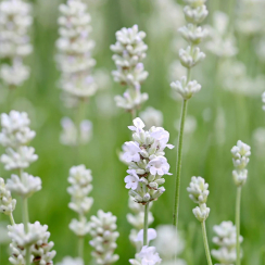 Lawenda pośrednia Exceptional (lavandula intermedia)