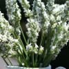 Lawenda pośrednia Exceptional (lavandula intermedia) : zmniejszona - Zdjęcie №2