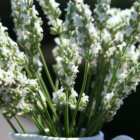Lawenda pośrednia Exceptional (lavandula intermedia) - Zdjęcie №2