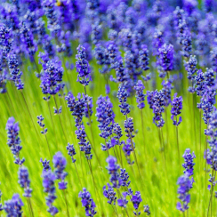 Lawenda wąskolistna Munstead (lavandula angustifolia)