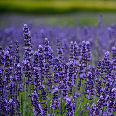 Lawenda wąskolistna Munstead (lavandula angustifolia) - Zdjęcie №2