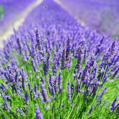 Lawenda wąskolistna Draft Blue (lavandula angustifolia)