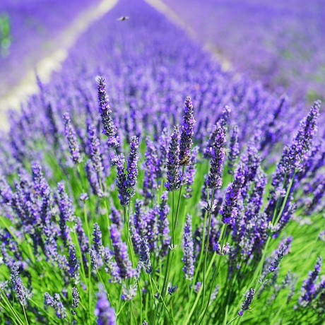 Lawenda wąskolistna Draft Blue (lavandula angustifolia) - Zdjęcie №1