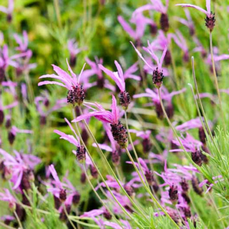 Lawenda francuska Pedunculata (lavandula stoechas) - Zdjęcie №2