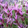 Lawenda francuska Pedunculata (lavandula stoechas) : zmniejszona - Zdjęcie №1