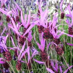 Lawenda francuska Pedunculata (lavandula stoechas)
