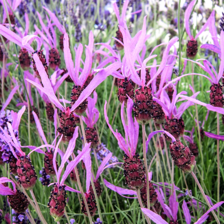 Lawenda francuska Pedunculata (lavandula stoechas) - Zdjęcie №1