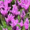 Lawenda francuska Princess (lavandula stoechas) : zmniejszona - Zdjęcie №1