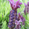 Lawenda francuska Regal Splendour (lavandula stoechas) : zmniejszona - Zdjęcie №1