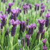 Lawenda francuska Regal Splendour (lavandula stoechas) : zmniejszona - Zdjęcie №2