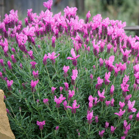 Lawenda francuska Princess (lavandula stoechas) - Zdjęcie №2