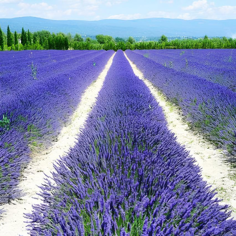 Lawenda wąskolistna Hidcote (lavandula angustifolia) - Zdjęcie №2