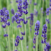Lawenda wąskolistna Hidcote (lavandula angustifolia) : zmniejszona - Zdjęcie №1