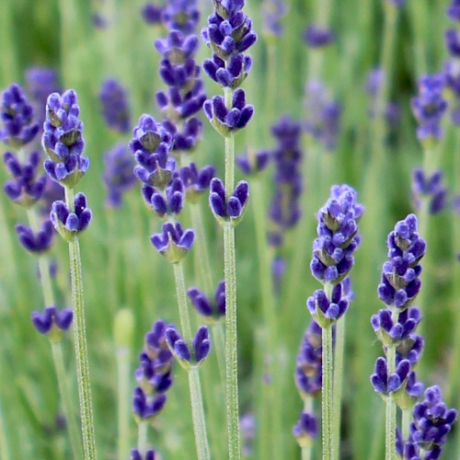 Lawenda wąskolistna Hidcote (lavandula angustifolia) - Zdjęcie №1