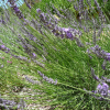 Lawenda pośrednia Séguret (lavandula intermedia) : zmniejszona - Zdjęcie №2