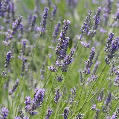 Lawenda pośrednia Séguret (lavandula intermedia) - Zdjęcie №1