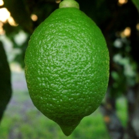 Limonka Meksykańska - Zdjęcie №2