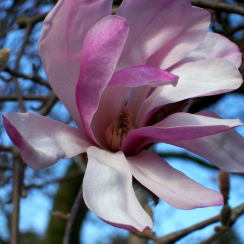 Magnolia x loebneri Leonard Messel