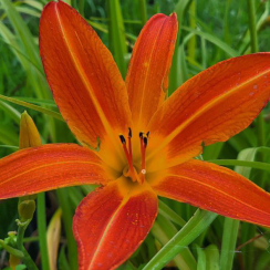 Liliowiec Fulva (C2)