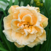 Liliowiec Ikebana Star (C2) : zmniejszona - Zdjęcie №1
