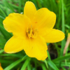 Liliowiec Stella D'or (C2) : zmniejszona - Zdjęcie №2