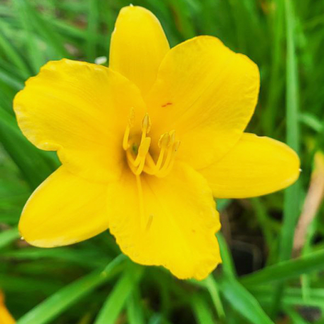 Liliowiec Stella D'or (C2) - Zdjęcie №2
