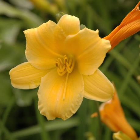 Liliowiec Stella D'or (C2) - Zdjęcie №1