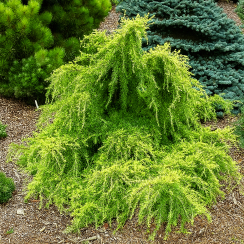 Cedr himalajski 'Lime Glow'