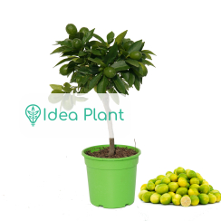 Limequat - Premium w ozdobnej doniczce C5