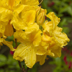 Azalia wielkokwiatowa Limetta C2 h 30-65 cm