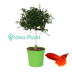 Limonka palczasta 'Rainforest Pearl' - Premium w ozdobnej doniczce C1.5
