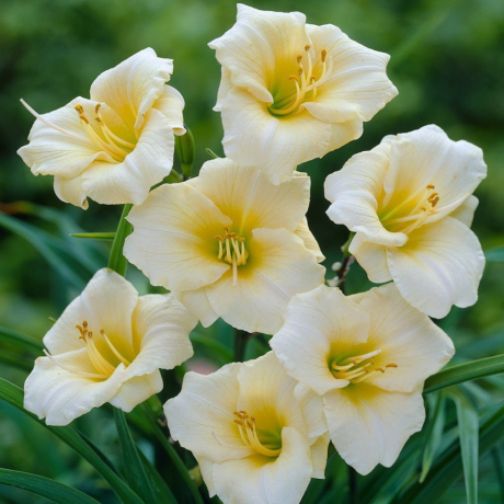 Liliowiec Longfields Pearl (C2) - Zdjęcie №2