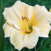 Liliowiec Longfields Pearl (C2) : zmniejszona - Zdjęcie №1