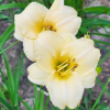 Liliowiec Longfields Pearl (C2) : zmniejszona - Zdjęcie №3