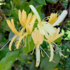 Wiciokrzew zaostrzony (lonicera acuminata) C2 : zmniejszona - Zdjęcie №3