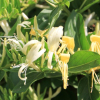 Wiciokrzew zaostrzony (lonicera acuminata) C2 : zmniejszona - Zdjęcie №2