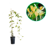 Wiciokrzew zaostrzony (lonicera acuminata) C2 : zmniejszona - Zdjęcie №1