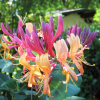 Wiciokrzew 'Goldflame' (lonicera x heckrottii) C2 : zmniejszona - Zdjęcie №3