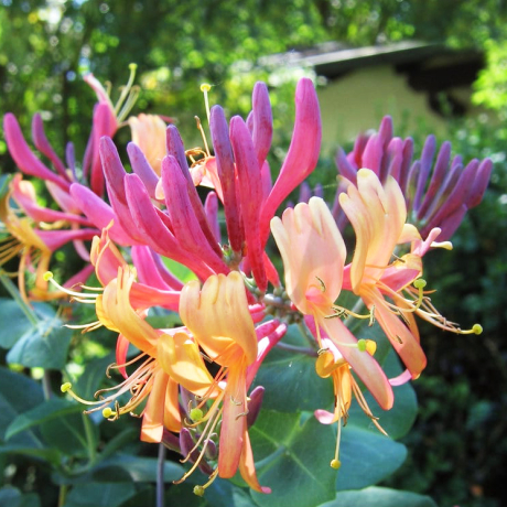 Wiciokrzew 'Goldflame' (lonicera x heckrottii) C2 - Zdjęcie №3