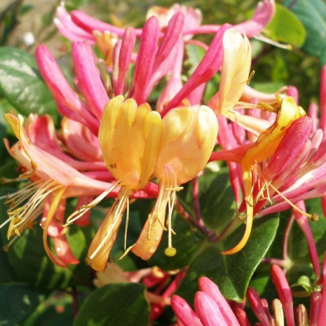 Wiciokrzew 'Goldflame' (lonicera x heckrottii) C2 - Zdjęcie №2