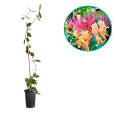 Wiciokrzew 'Goldflame' (lonicera x heckrottii) C2
