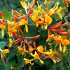 Wiciokrzew 'Tellmanna' (lonicera x tellmanniana) C2 : zmniejszona - Zdjęcie №2