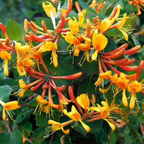Wiciokrzew 'Tellmanna' (lonicera x tellmanniana) C2 - Zdjęcie №2
