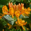 Wiciokrzew 'Tellmanna' (lonicera x tellmanniana) C2 : zmniejszona - Zdjęcie №3